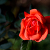 薔薇