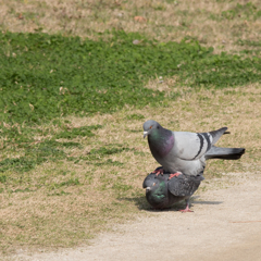 鳩×2