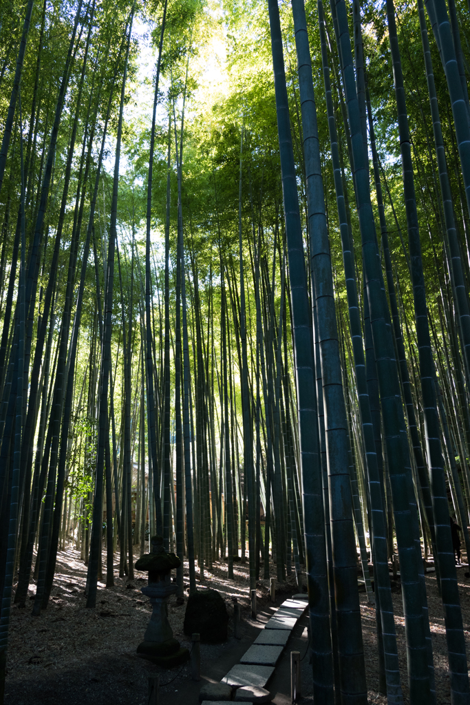 竹林