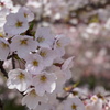 DSC01179