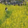 菜の花の小道