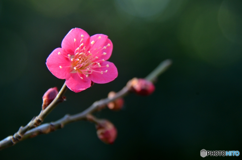 紅梅