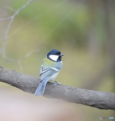 シジュウカラ