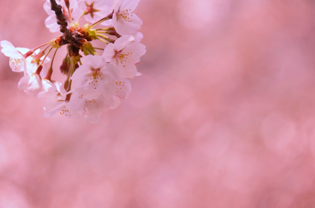 桜色