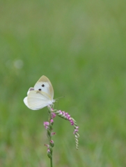 ネジ花と蝶