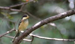 ヤマガラ幼鳥