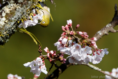 桜と小鳥達 4