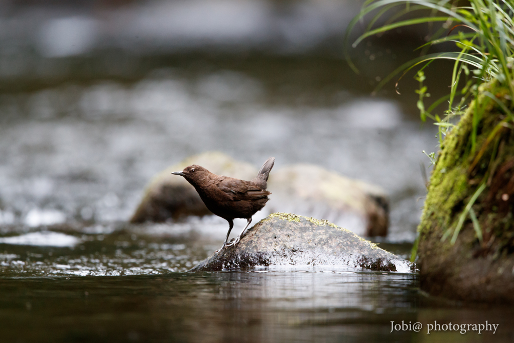渓流の野鳥 カワガラス