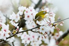 桜とメジロ