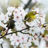 桜とメジロ