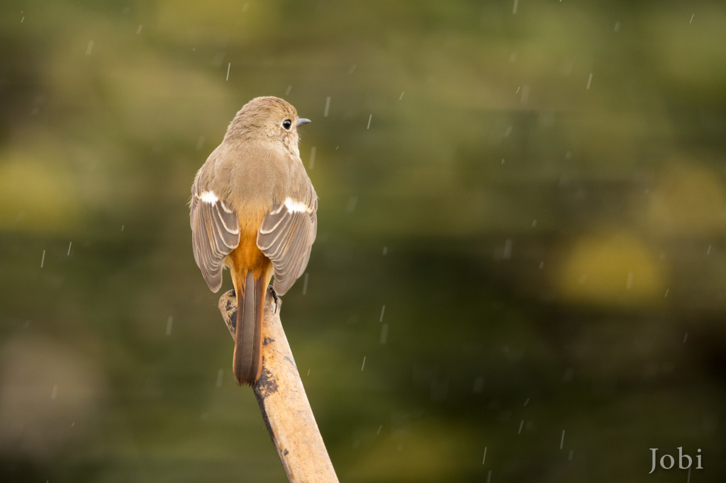 小雨に佇む