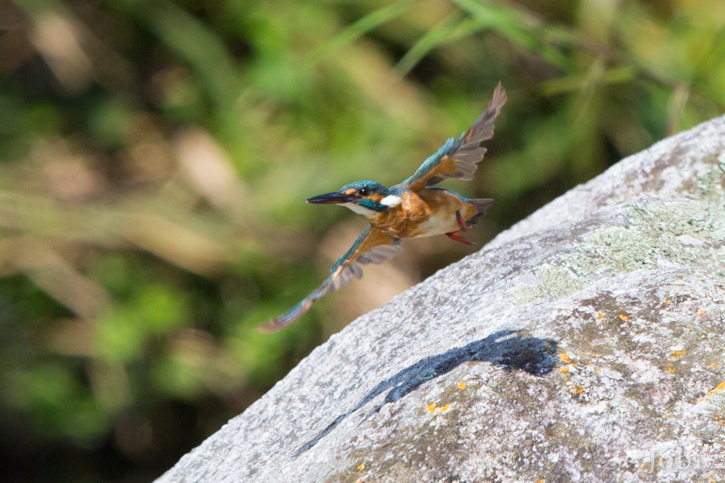 明日に向かって