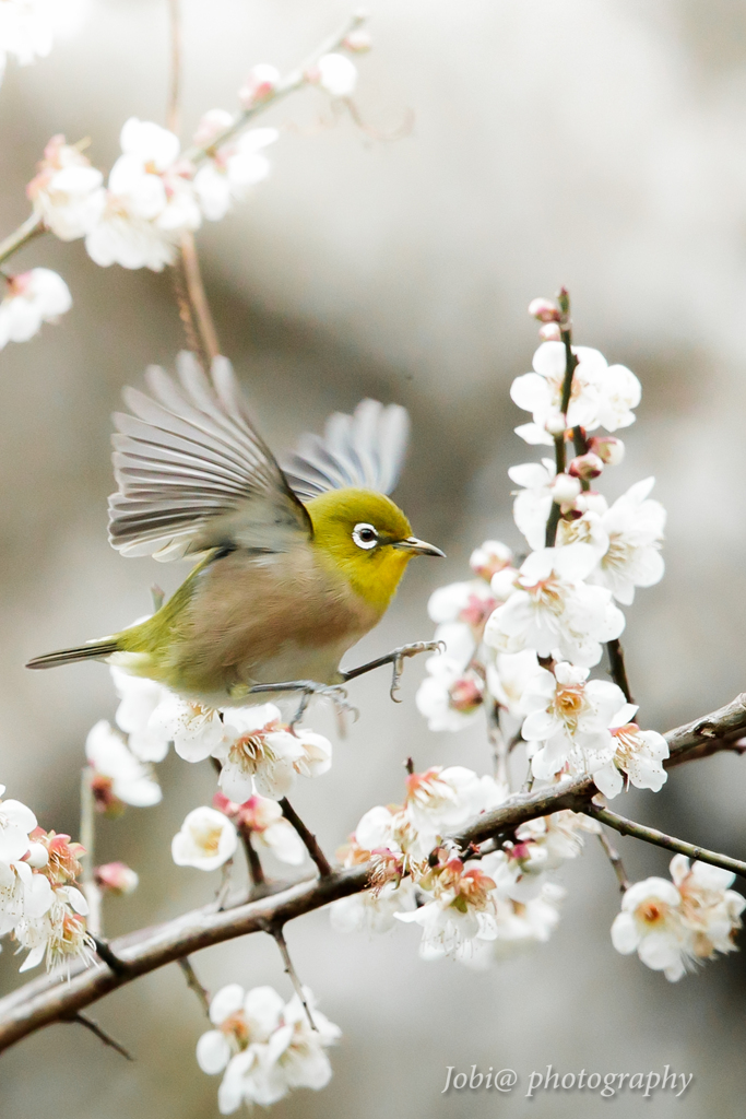 白梅に舞う