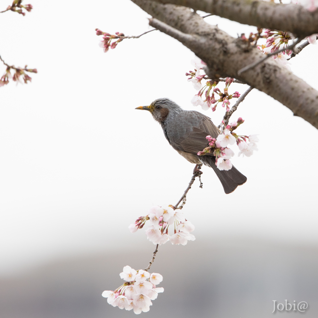 桜情景 I