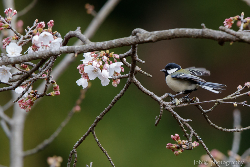 桜と小鳥達 1