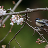 桜と小鳥達 1