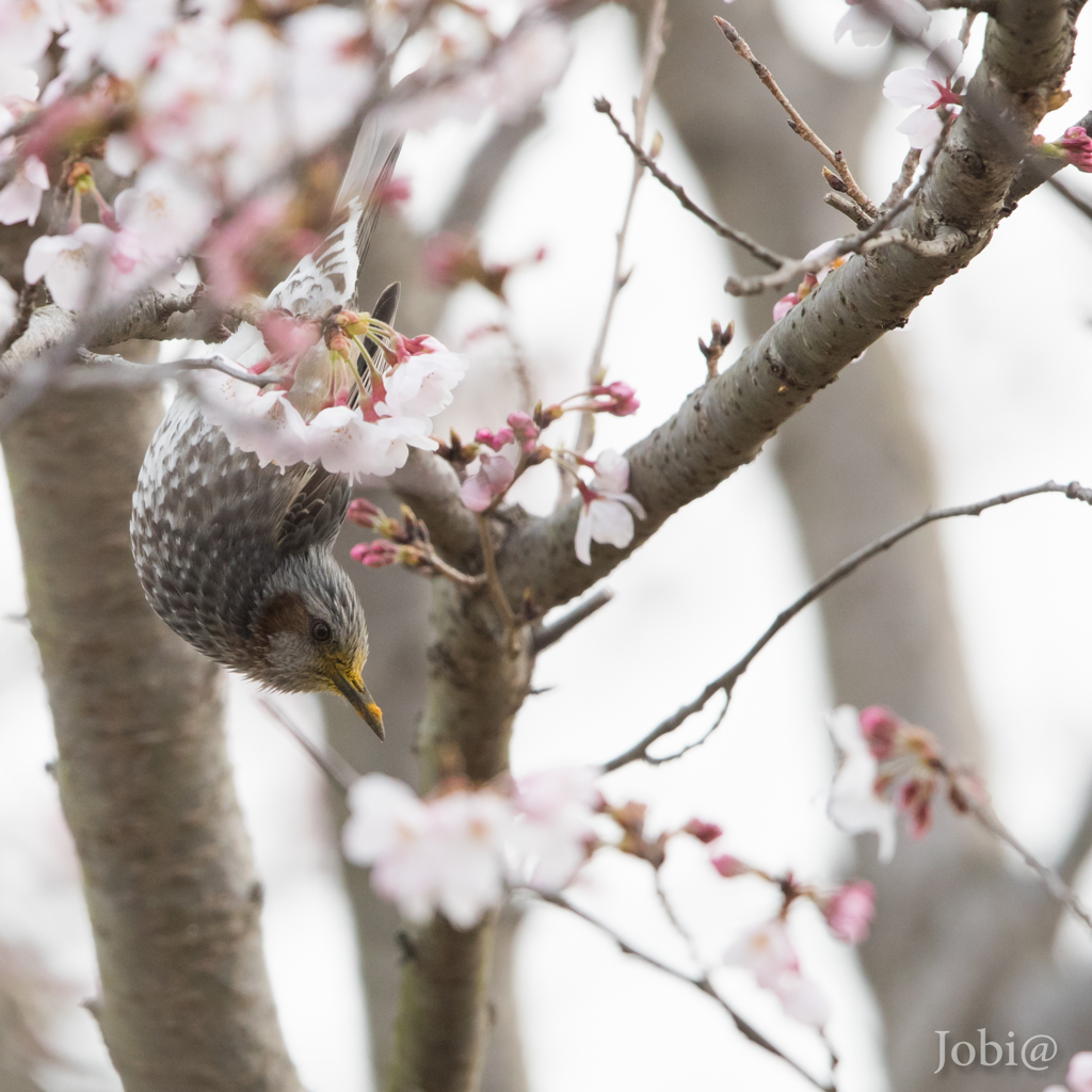 桜情景II