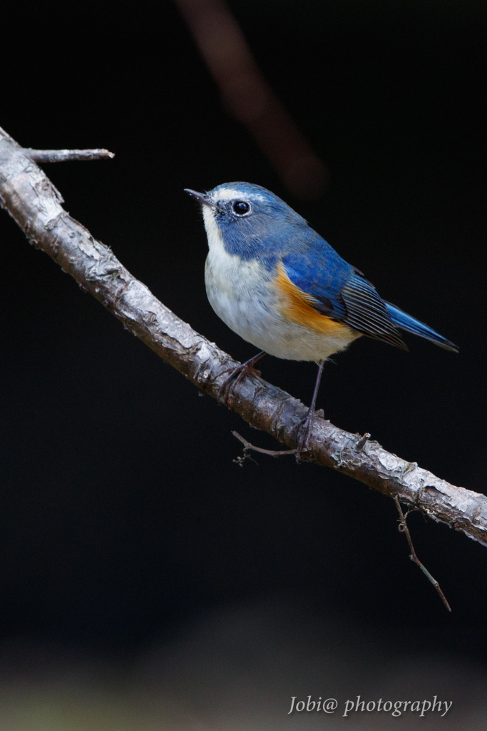 青い鳥