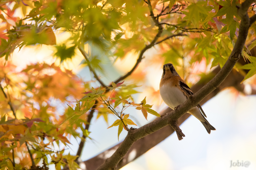 紅葉とアトリ