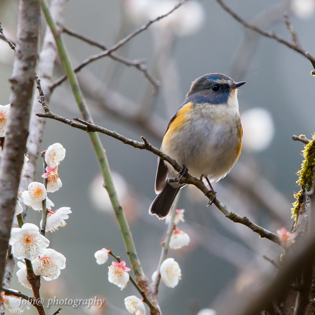 梅の花とルリビタキ