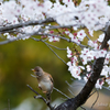 春嬉し