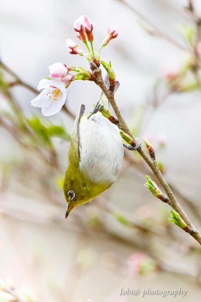 桜咲く