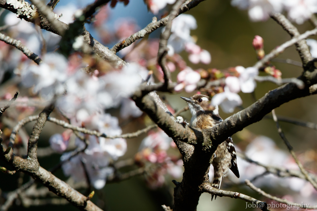 桜と小鳥達 3