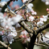 桜と小鳥達 3