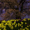 夜桜水仙