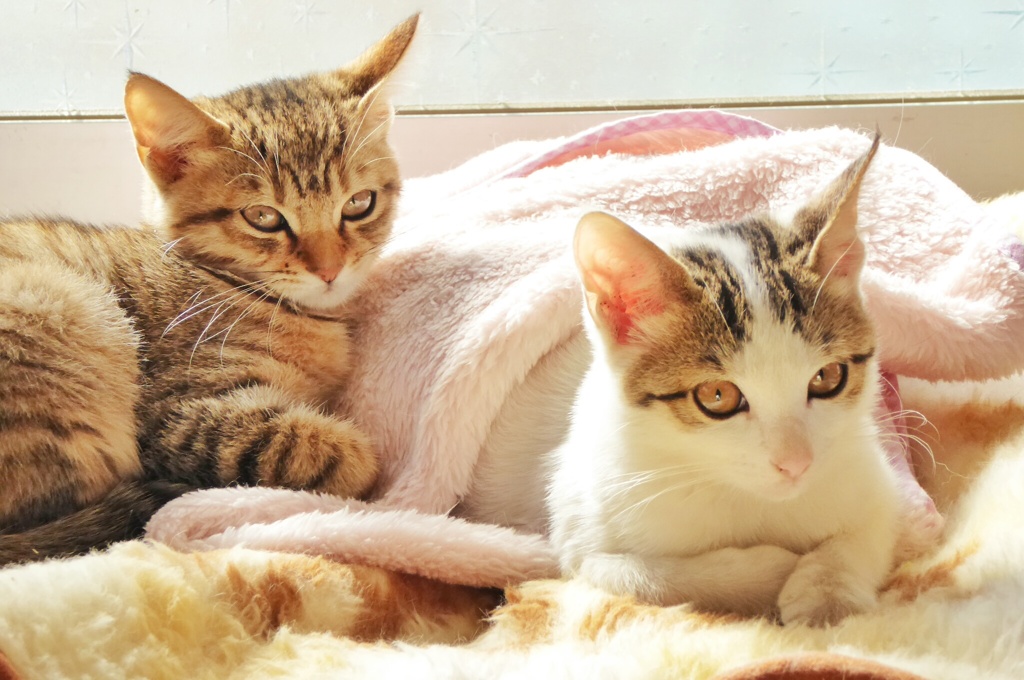 ねこ