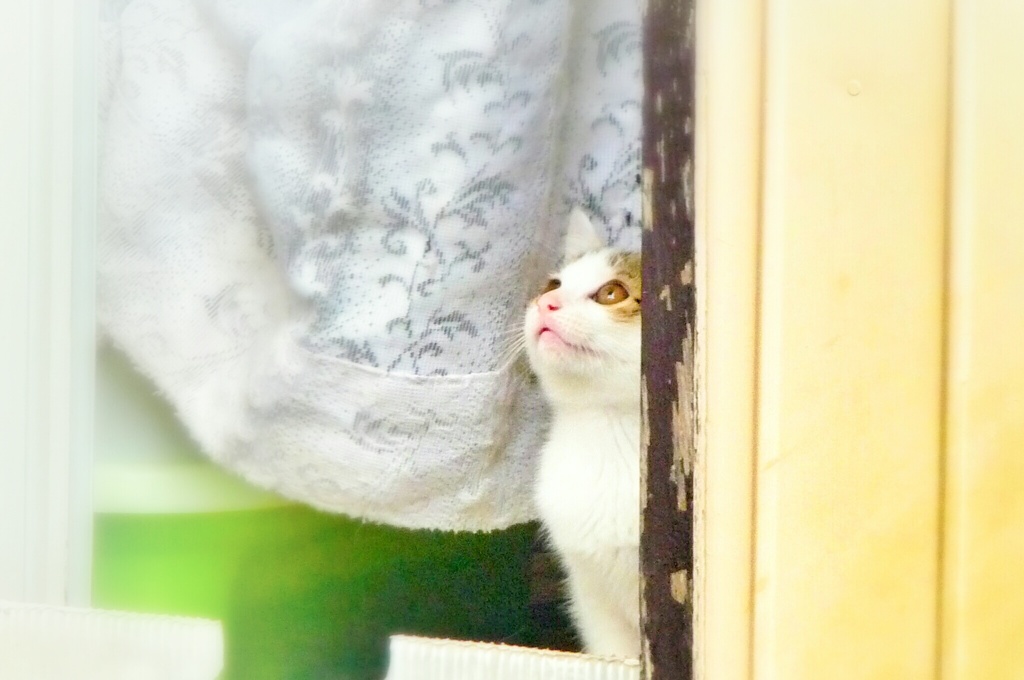 ねこ