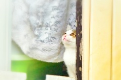 ねこ