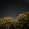 夜桜星景