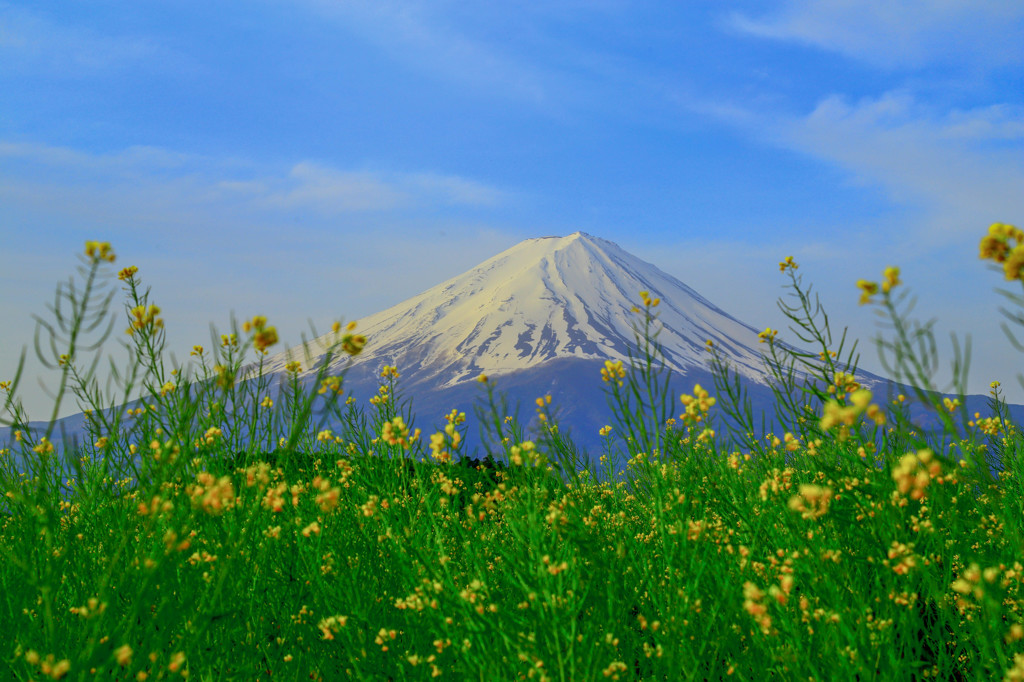 菜の花富士