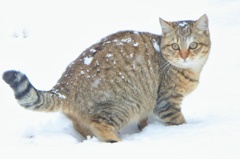 初めての雪