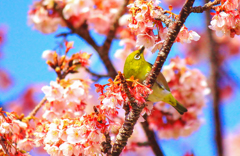 春爛漫