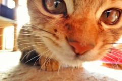 ねこ