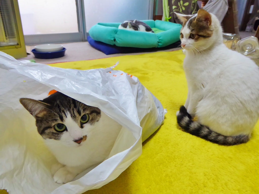 ねこ