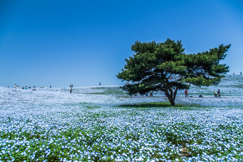 Blue&green