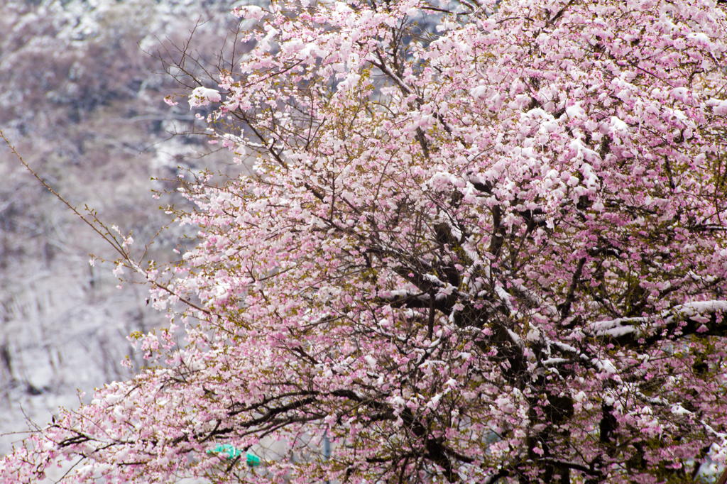 雪桜