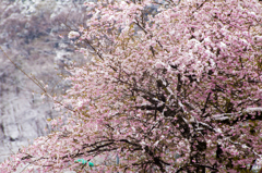 雪桜