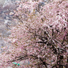 雪桜