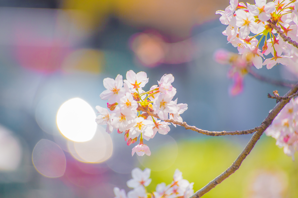 ｓａｋｕｒａ