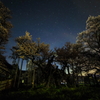 山高神代桜