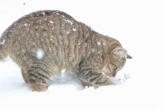 雪遊び