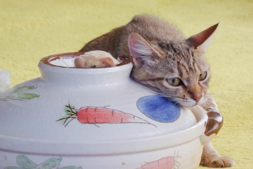 鍋好きにゃんこ