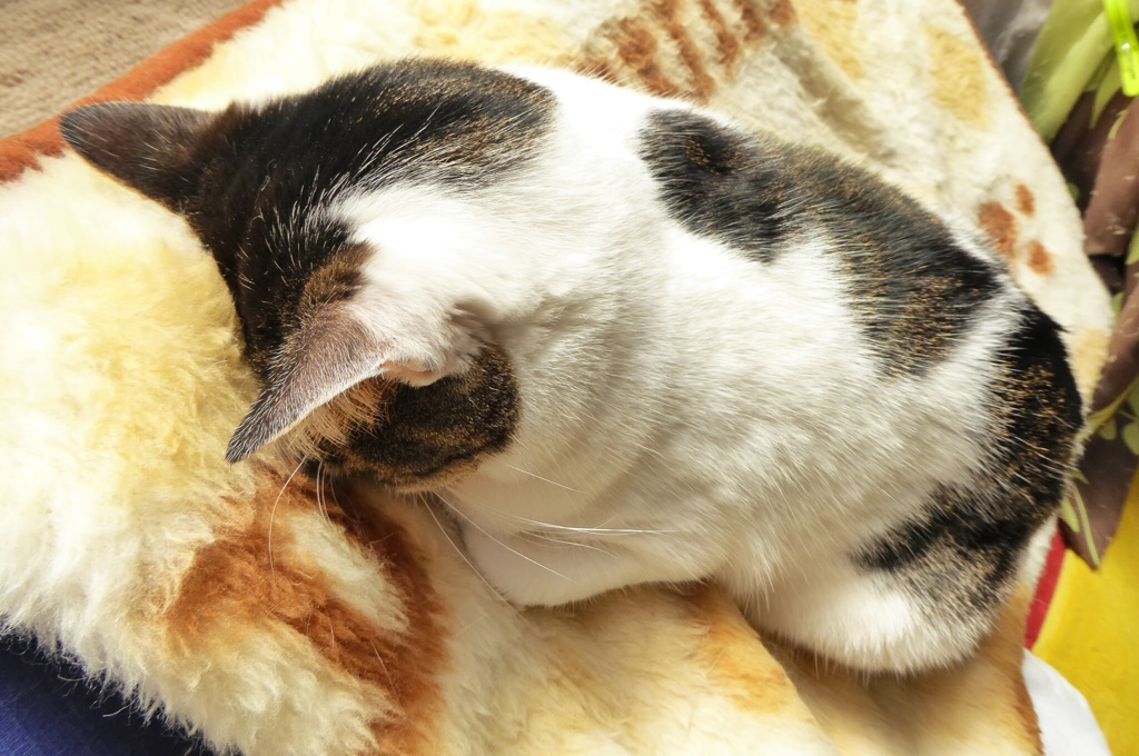 ねこ