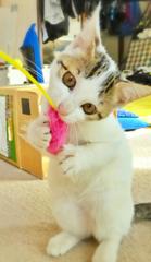 ねこ
