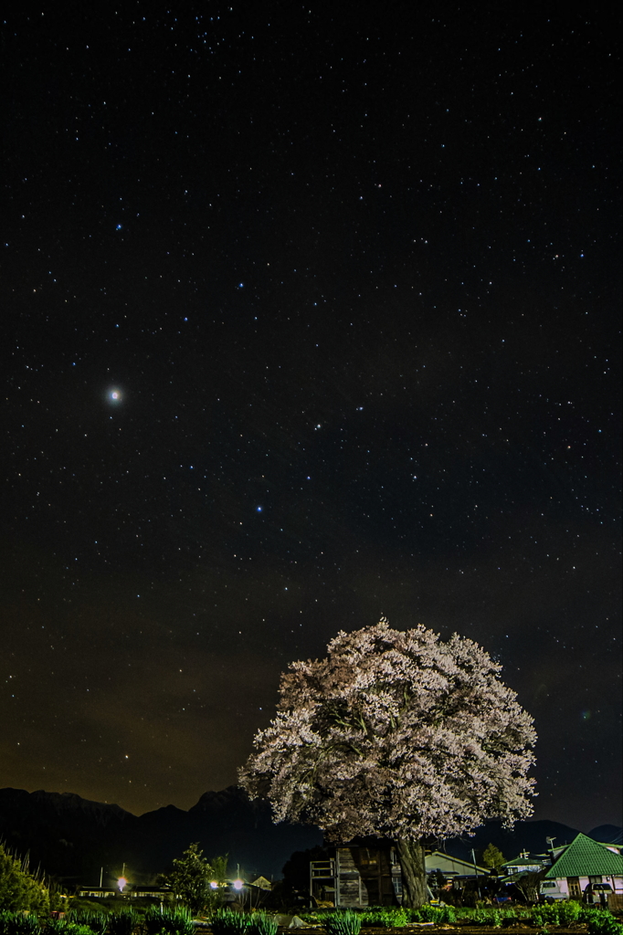 山高の一本桜