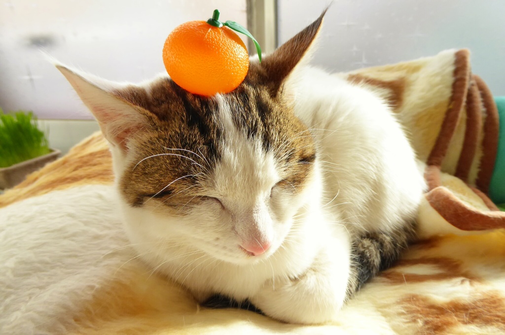 ねこ